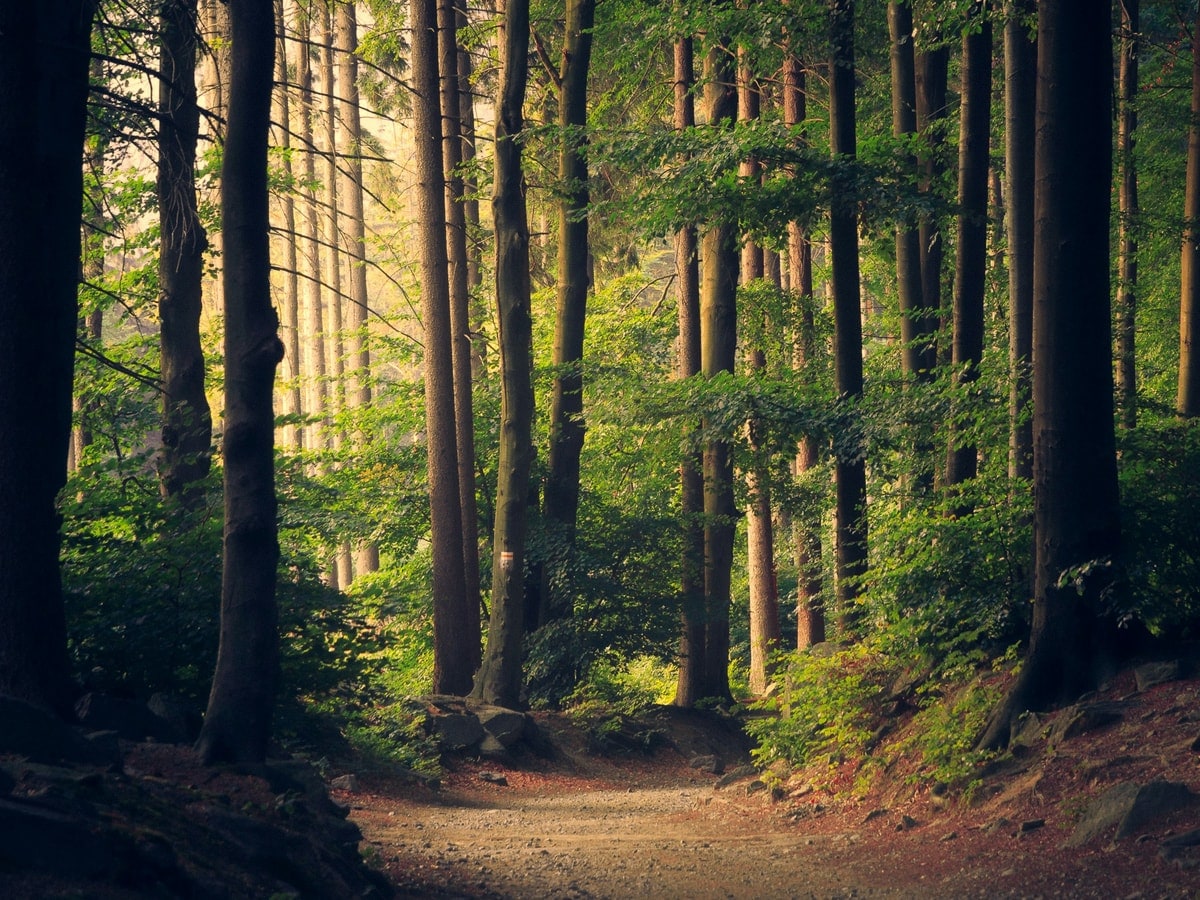 Sunlit forest path evoking a carefully chosen camp destination